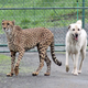 Image for article titled 8 Unlikely Animal Friendships